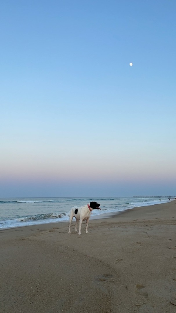 Things To Do Outer Banks Guide